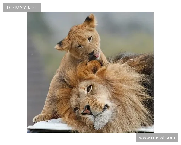 谁才是最后的赢家?大猫传奇9位角色的终极对决,看完我惊呆了!