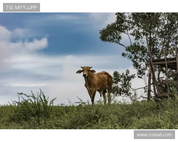 深入亚马逊：一次重塑心灵的丛林奇遇